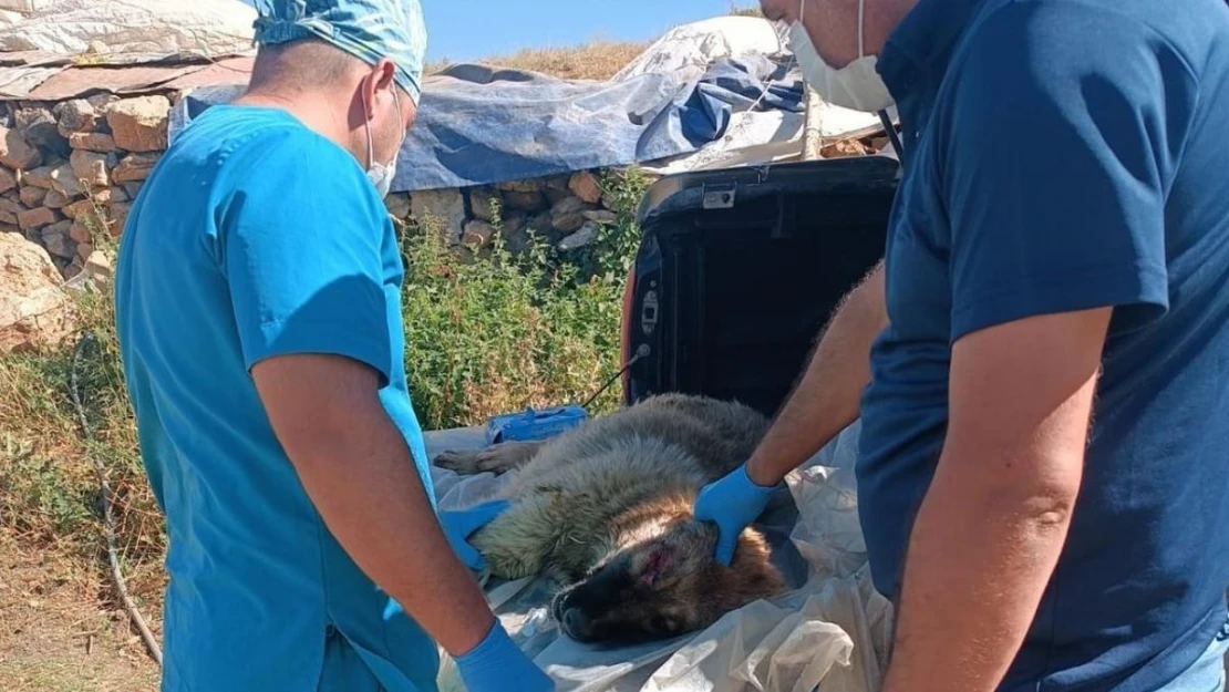 Belediye ekipleri yaralı çoban köpeği için harekete geçti