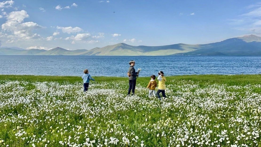 Bembeyaz papatya tarlası fotoğrafçıların gözdesi