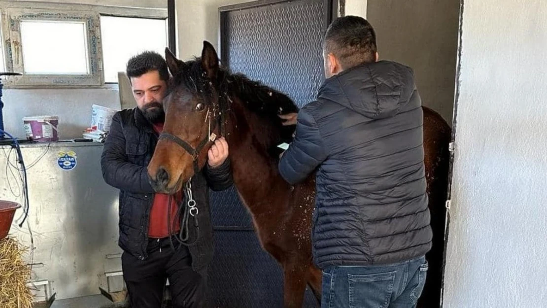 Beyşehir'de rahvan atlara sağlık taraması