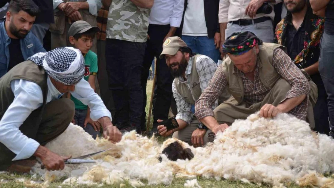 Beytüşşebap'ta besiciler Kuzu Kırkma Festivali'nde birincilik için mücadele etti