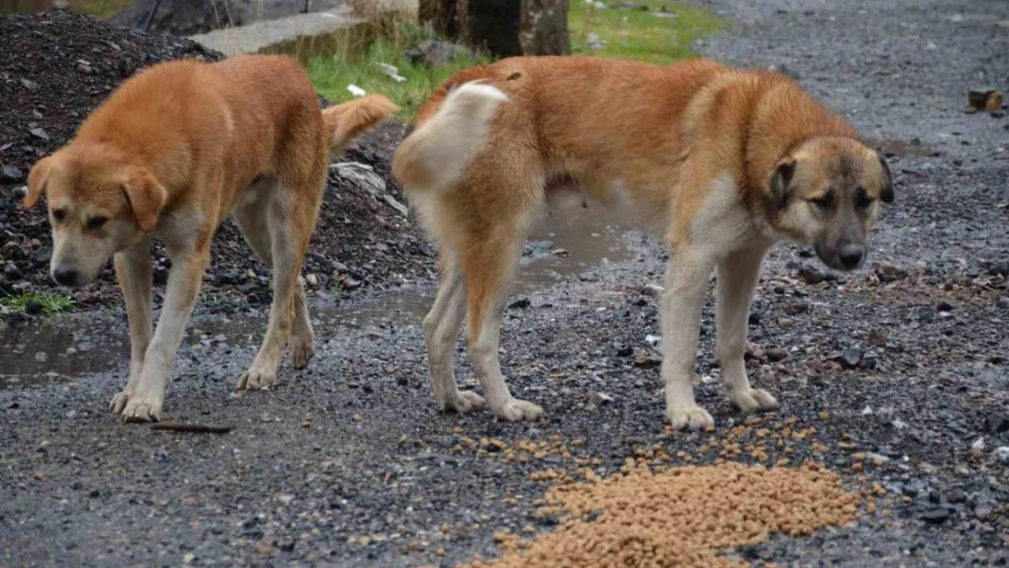 Beytüşşebap'taki sokak köpekleri yalnız bırakılmadı