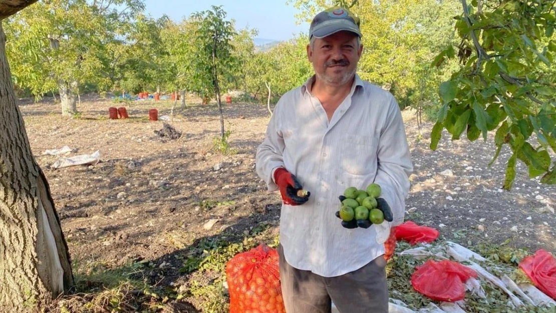 Bilecik'te ceviz bereketi