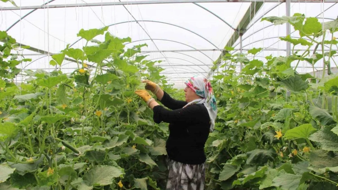 Bileziklerini satıp devletten aldığı hibe ile sera kurdu