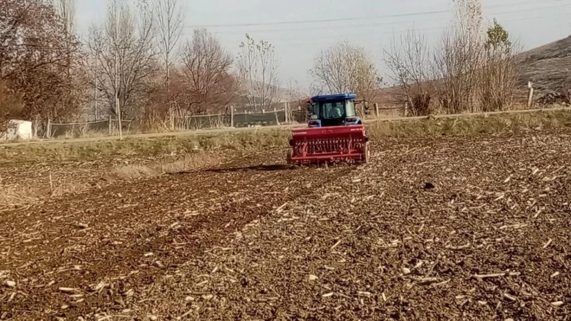 Bin yıllık ata tohumu 'Karakılçık' buğdayı toprakla buluştu