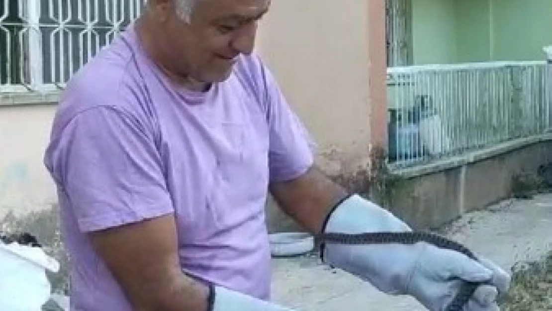 Binaya giren yılan, ekipler tarafından yakalanarak doğaya salındı