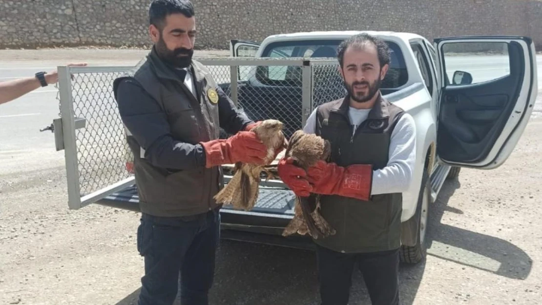 Bingöl'de yaralı bulunan akbaba ve Su Şahinleri tedavi altına alındı