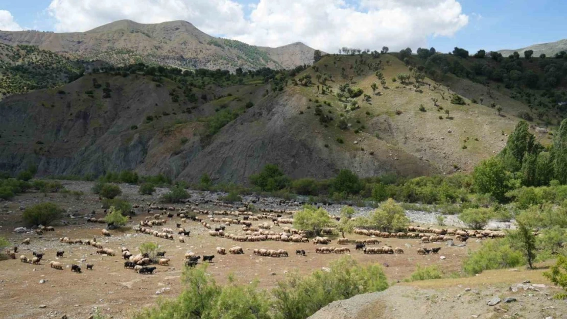 Binlerce koyun Muş yaylalarına doğru yola çıkarıldı