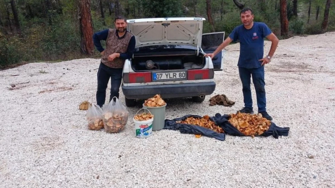 Bir günde 100 kilogram mantar topladılar