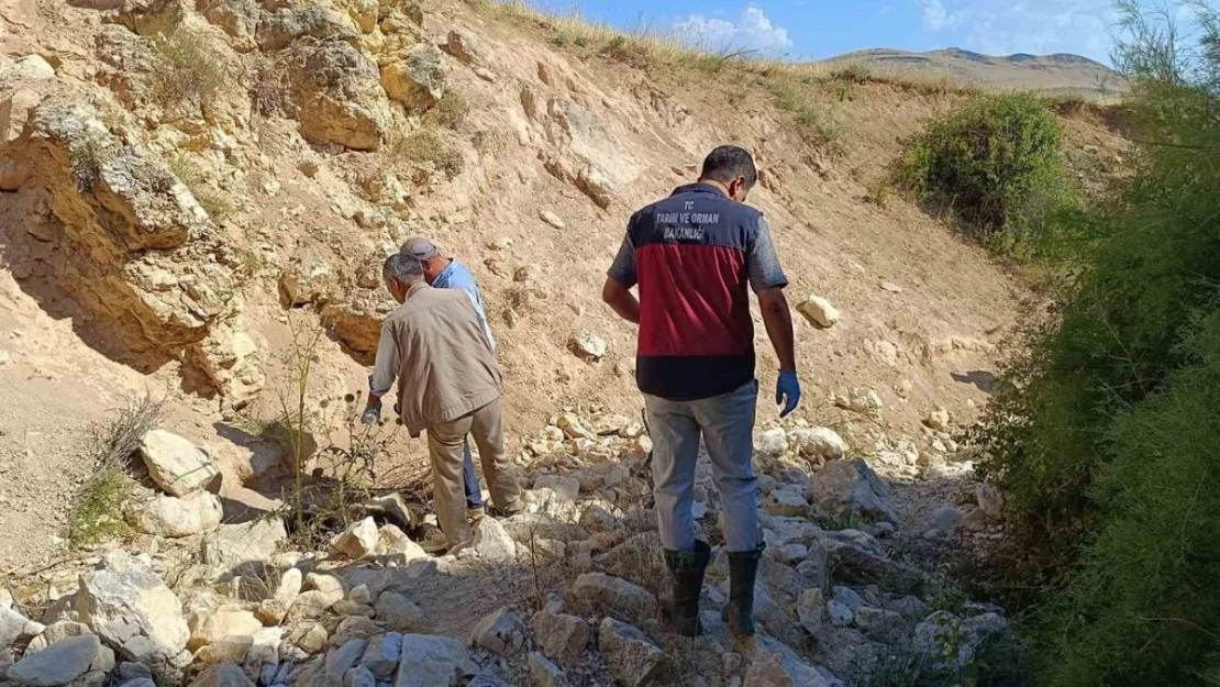 Biri uçurumdan atlayınca diğerleri peşinden koştu: 43 koyun telef oldu