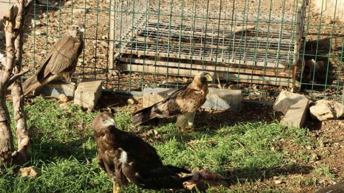 Bitkin halde bulunan kuşlar tedavi altına alındı