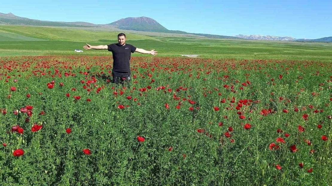 Bitlis'te açmaya başlayan gelincikler görsel şölen sunuyor