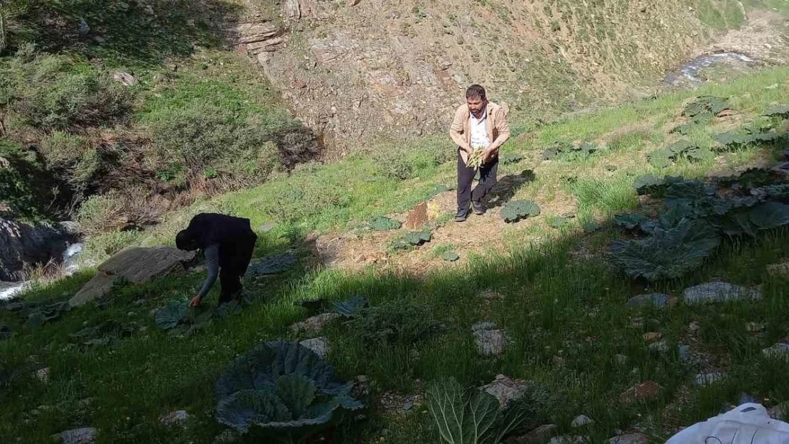 Bitlis'te zorlu yayla muzu mesaisi başladı