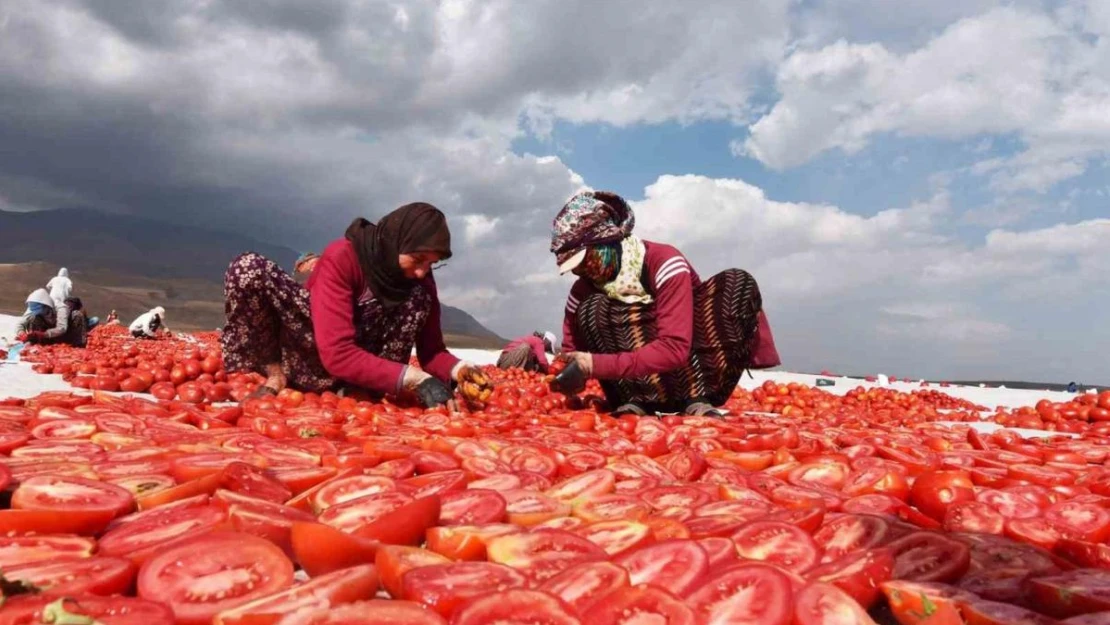 Bitlis'ten İtalya ve Avrupa'ya kurutmalık domates