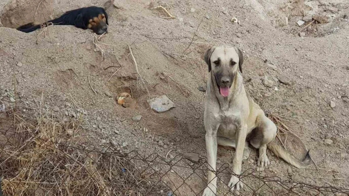 Bodrum'da 3 köpeği kamyonete bindirip götürdüler