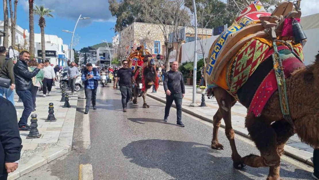 Bodrum'da hafta sonu arenada güreşecek develer meydana indi