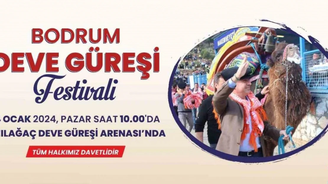 Bodrum Deve Güreşi Festivali için geri sayım