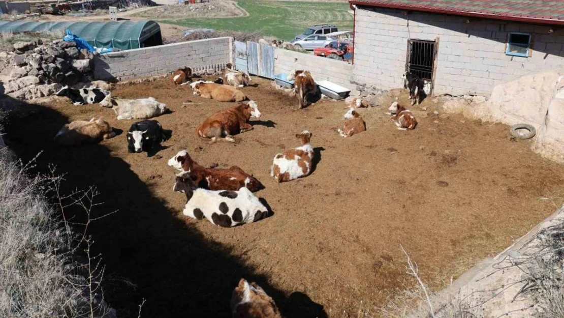 Boğanın saldırdığı oğlunu kurtaran ancak kendi kurtulamayan yaşlı adam toprağa verildi