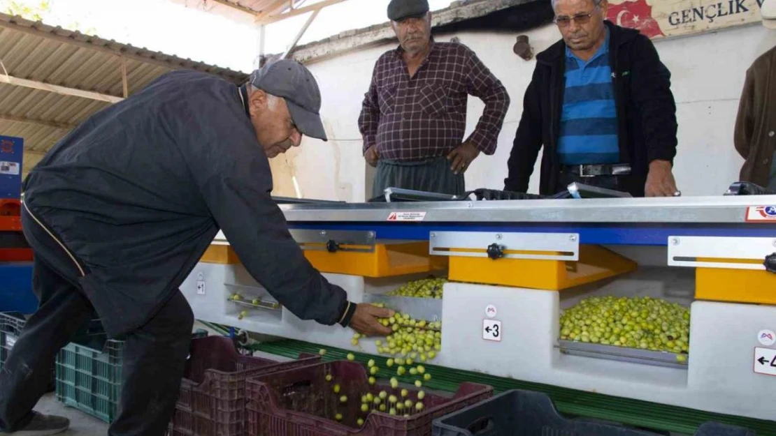 Boylama makinesi zeytin üreticisinin yüzünü güldürüyor