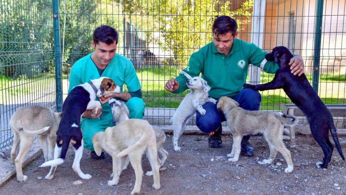 Bozyazı Bakımevi, sahipsiz hayvanları güvenli yeri oldu