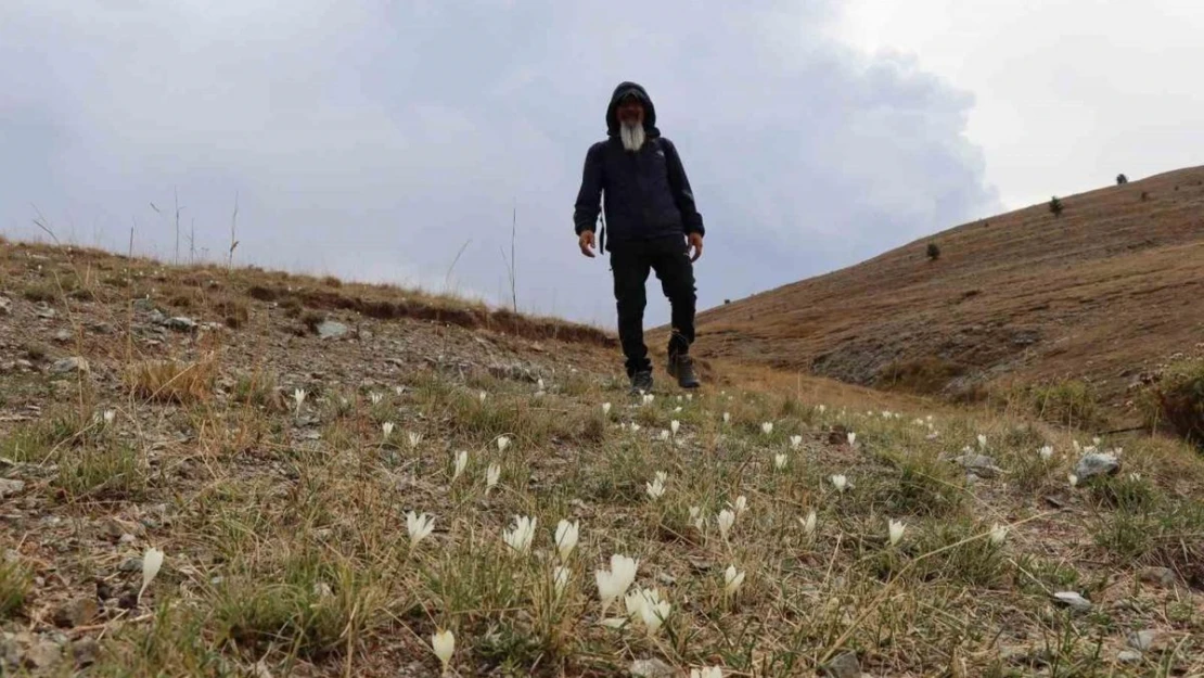 Bu çiçekler yaylalardan 'vargit' diyor