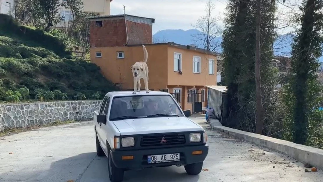 Bu köpeğin en büyük tutkusu kamyonetin tavanında yolculuk etmek