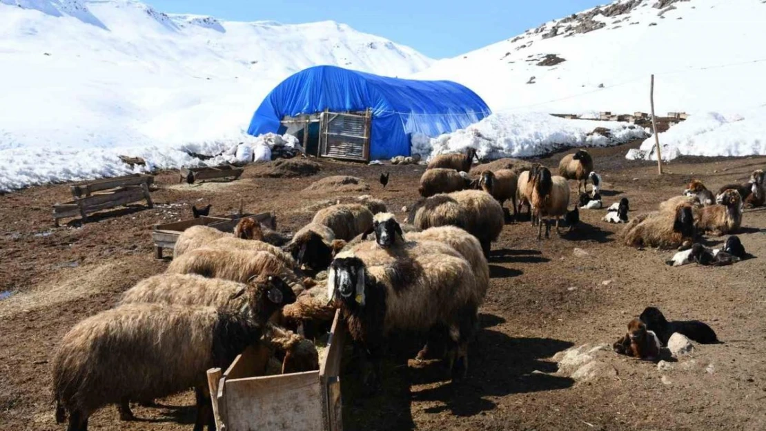 Bu yıl yüzlerce koyun ikiz doğurdu