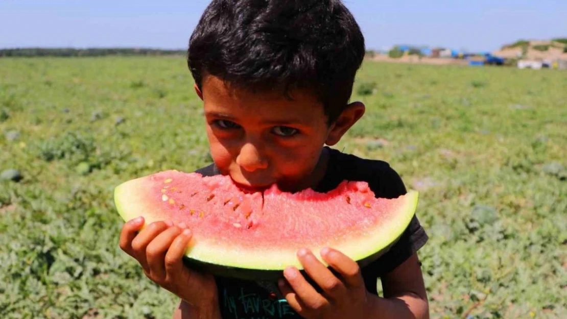 Bunaltıcı sıcaklar sulu meyvelere yöneltti