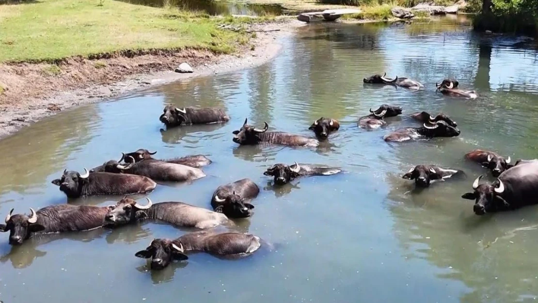 Burası Serengeti değil Erzincan Ovası