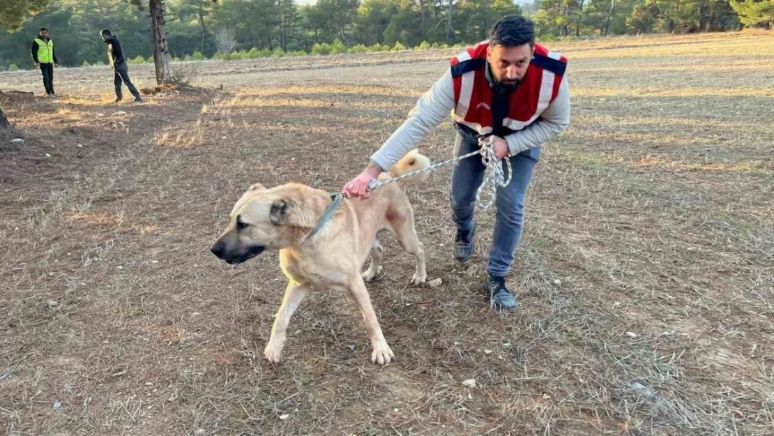 Burdur'da köpek dövüşü yaptıranlara yönelik operasyon görüntüleri ortaya çıktı