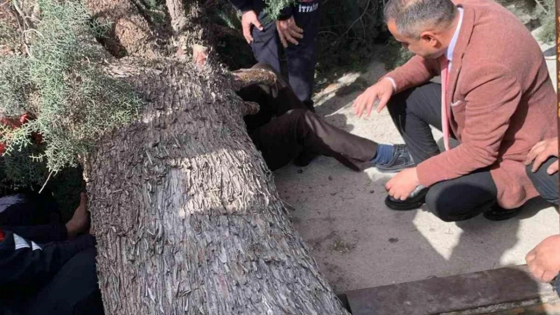 Burdur'da üzerine ağaç devrilen belediye başkan adayı ve oğlu ağır yaralandı