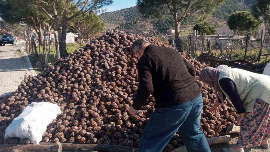 Burhaniye'de kozalak hasadı tamamlandı