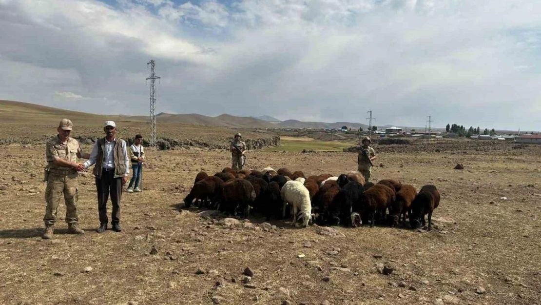 Büyükbaş hayvan hırsızları Jandarmadan kaçamadı