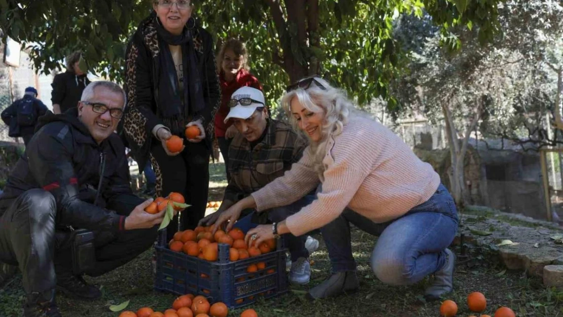 Büyükşehir turunçları reçele dönüştürüyor