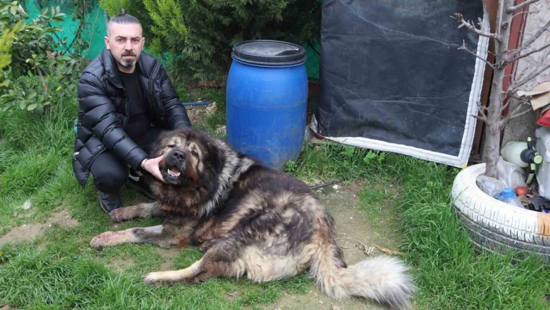 Çalamadığı köpeği pompalı tüfekle vurdu