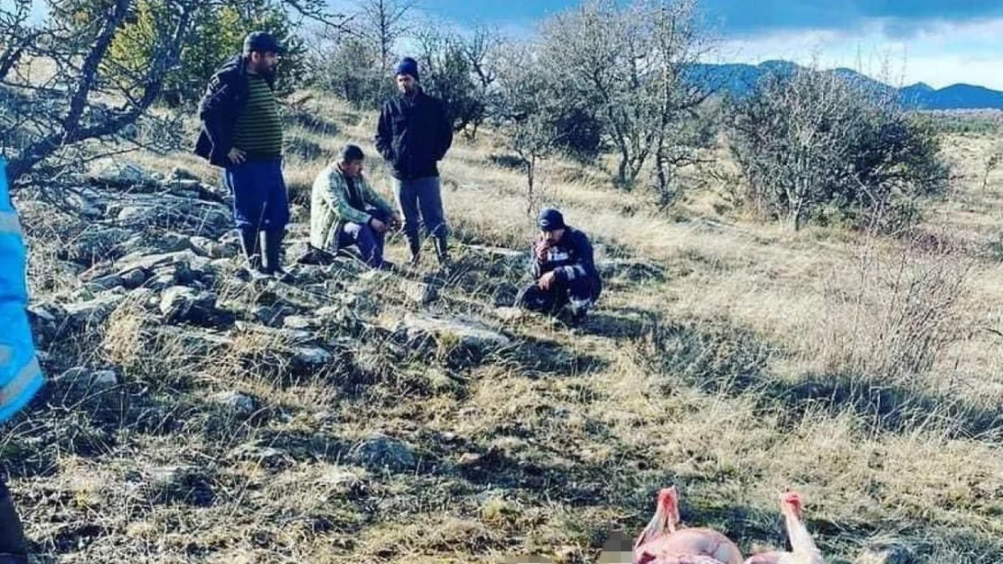 Çamlıdere'de kaçak kızıl geyik avlayanlara suçüstü