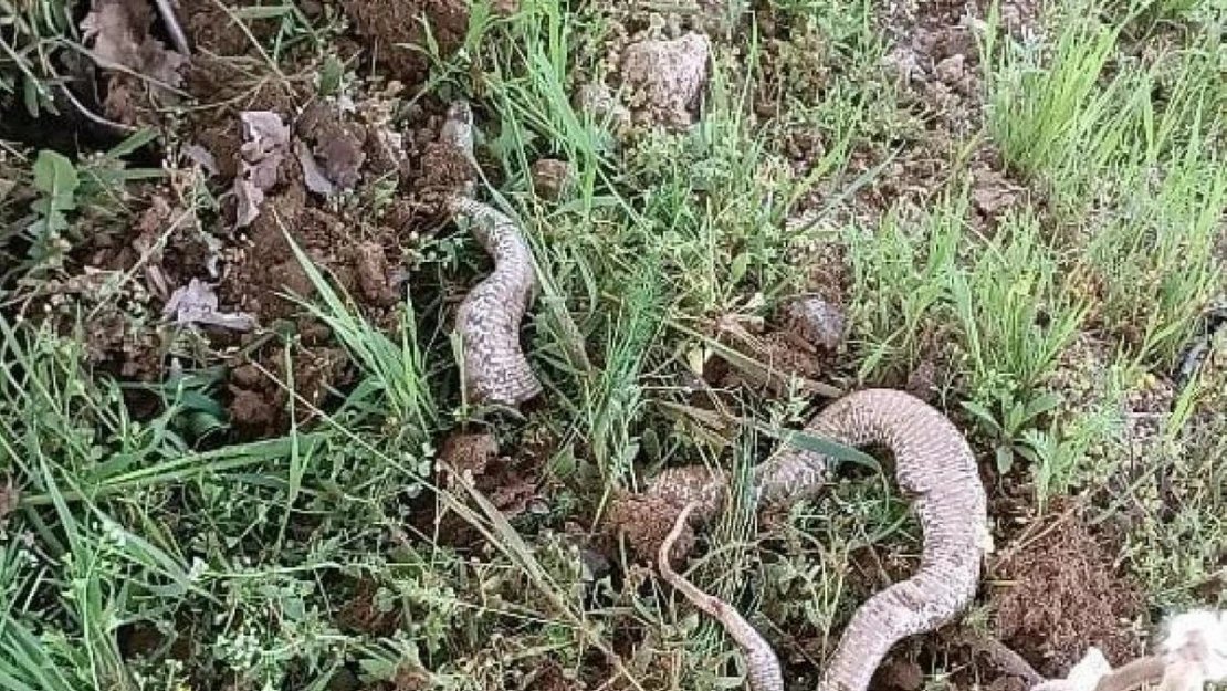 Çapa makinesine takılan 3 metrelik dev yılan paniğe neden oldu