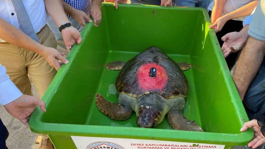 Caretta Caretta 'Lara Barış' 1,5 yılda 4 bin kilometre yol kat etti