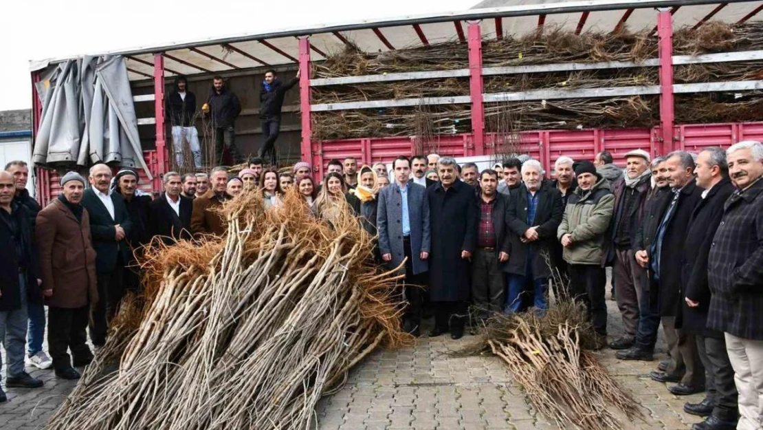 Çatak'ta fidan dağıtım