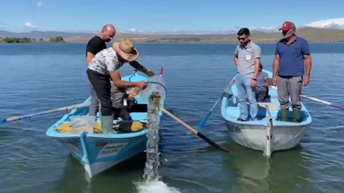 Çıldır'daki doğal yaşama 150 bin yavru sazan desteği