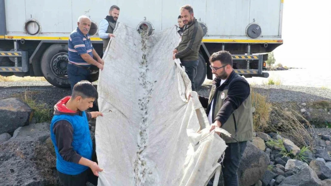 Çıldır Gölü'ne 2 bin 800 yavru sazan bırakıldı