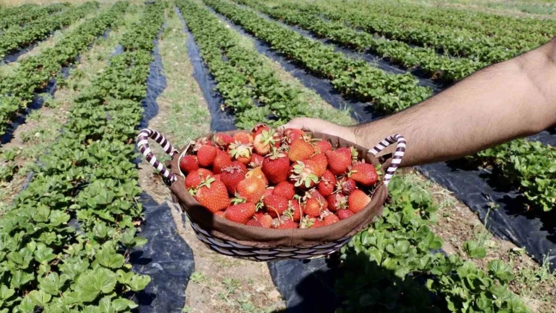 Çilek yetişmez denilen topraklardan 1 yılda 400 ton verim alındı