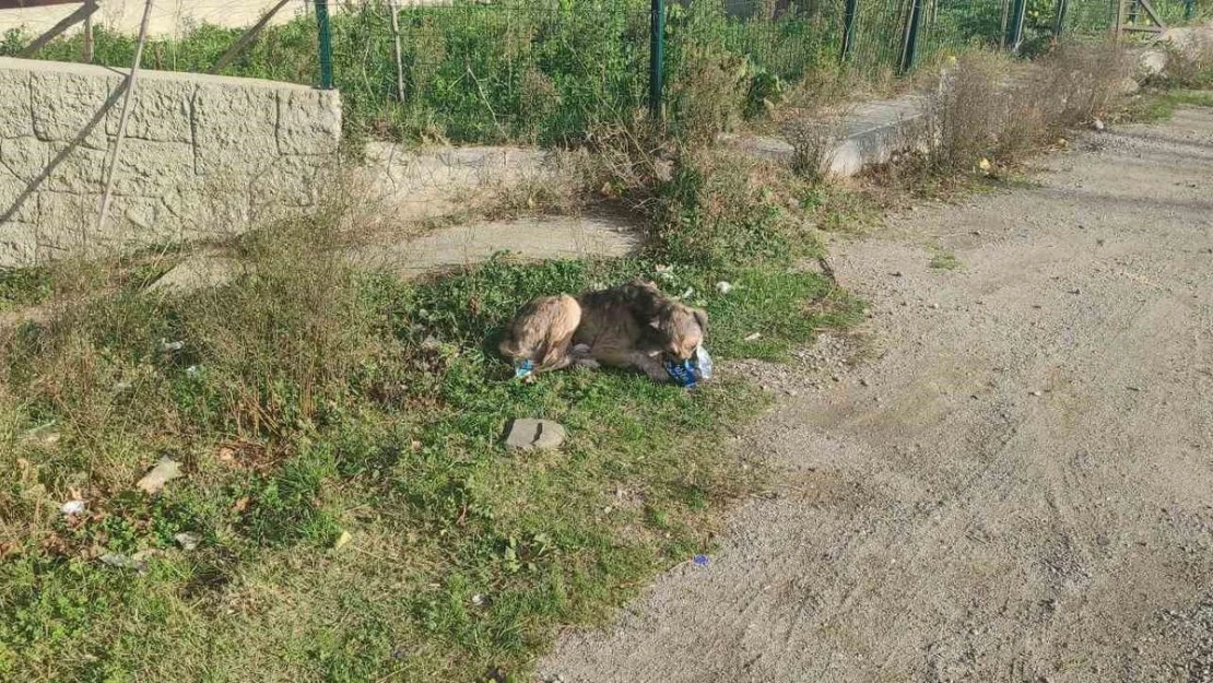 Cips hırsızı köpek kamerada