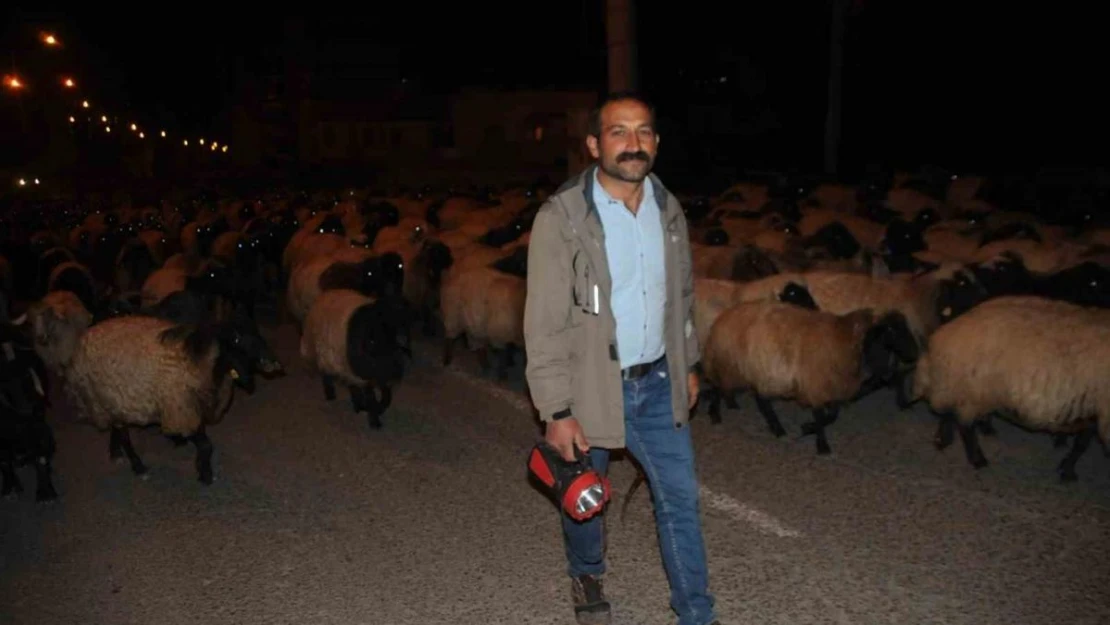 Cizre'de gecenin sessizliğini kuzu ve koyunların ayak sesleri bozdu