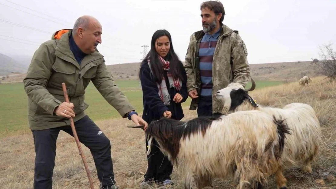 Çobanlık yapan iki üniversite mezunu Emine'nin hayali yeni yılda gerçek oldu