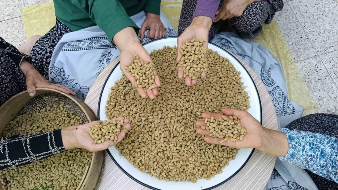 Coğrafi işaretli Ulukale dutu, Tunceli'nin köyünden çıkıp dünyaya ihraç ediliyor