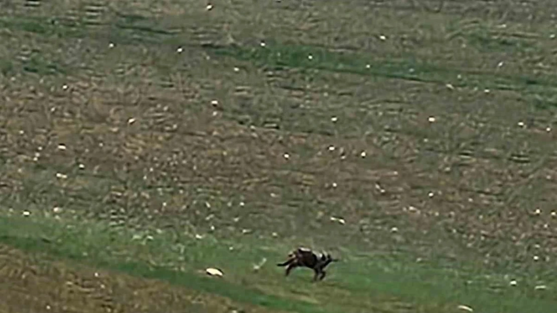 Çorum'da aç kalan kurt yola indi