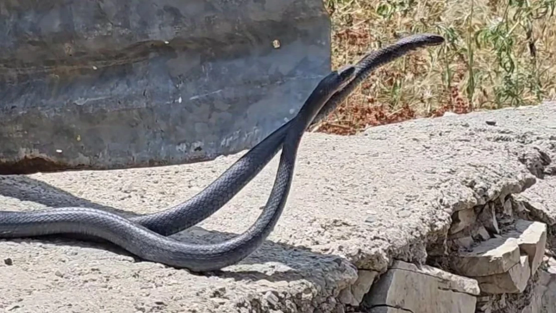 Çukurca'da yılanların çiftleşme dansı fotoğraf karesine yansıdı