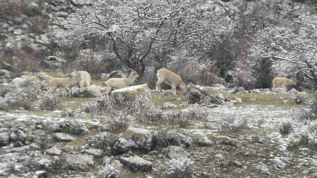 Dağ keçilerinin tuzu muhtardan