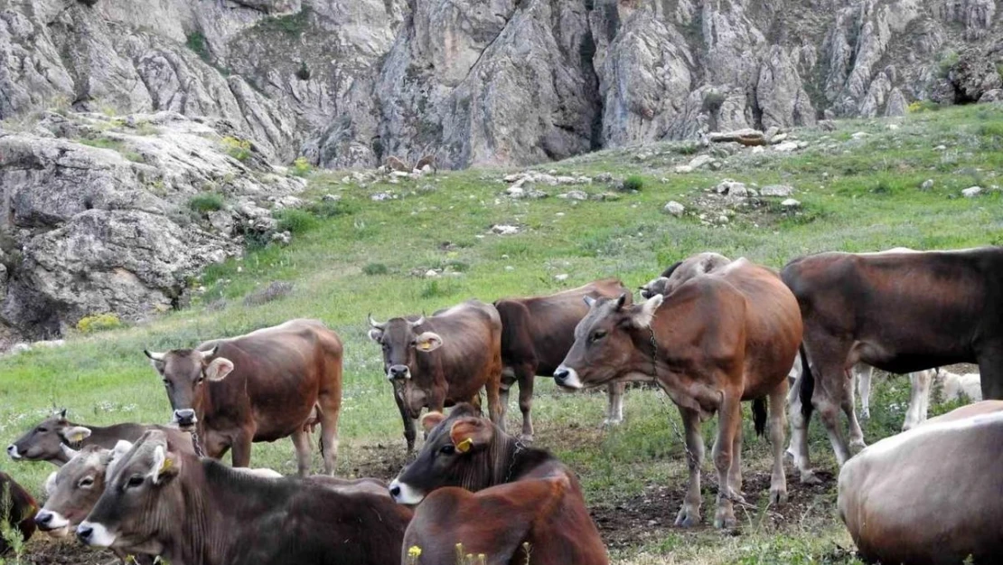 Dağ keçileriyle inek sürüsü bir arada