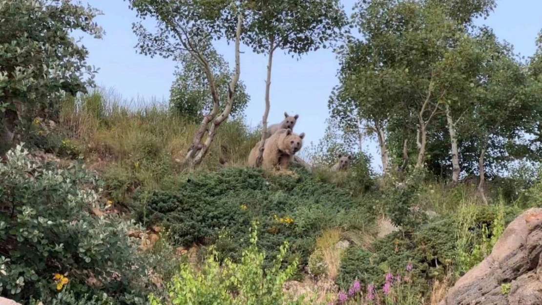 Dalış sırasında ayılarla karşılaştı